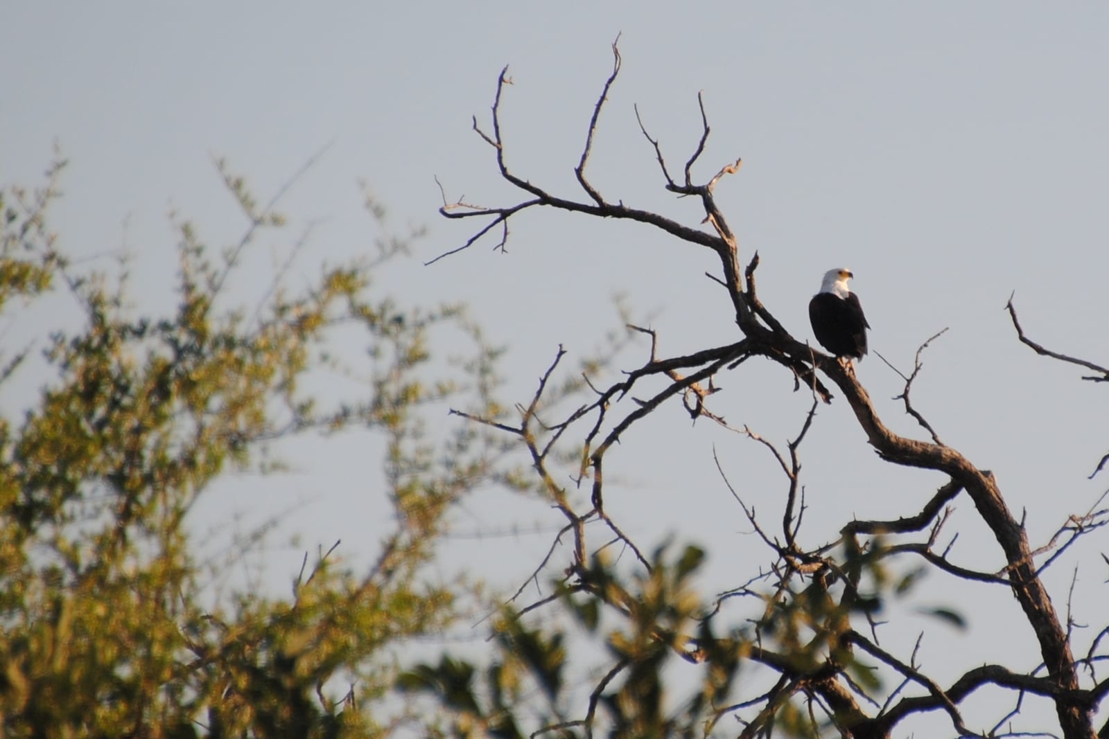 Fish Eagle in the Okavango Delta - Botswana - panoramio.jpg