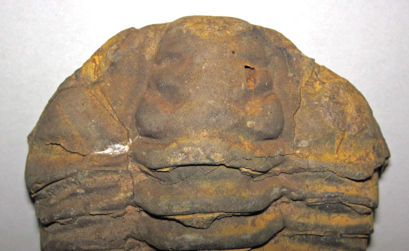 Diacalymene ouzregui fossil trilobite (Upper Ktaoua Formation, Upper Ordovician; southeastern Morocco) 3