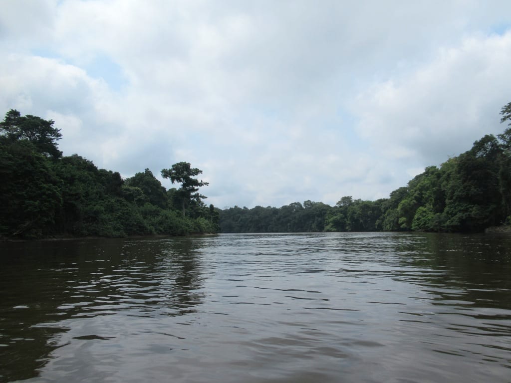 Gabon Rainforest (46313368891).jpg