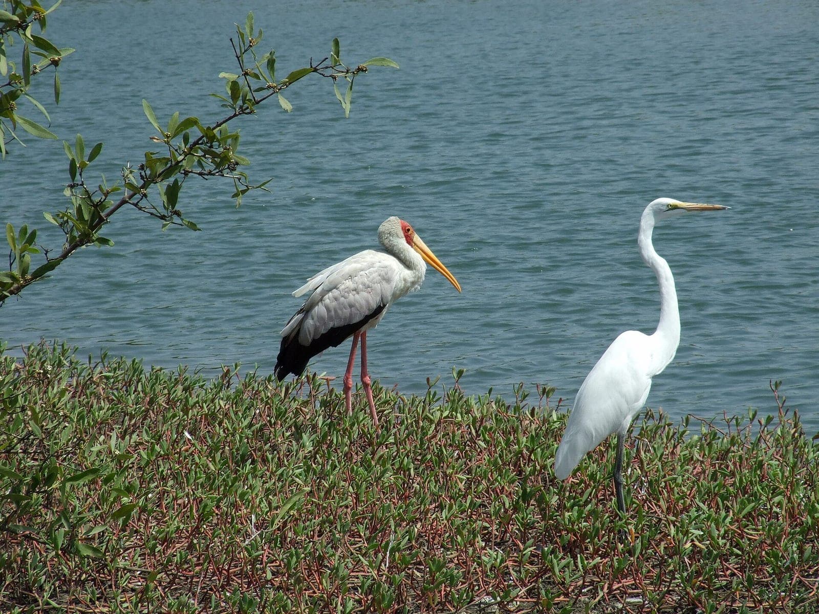 Birds-river-banjul-gambia-SS (48264126002).jpg