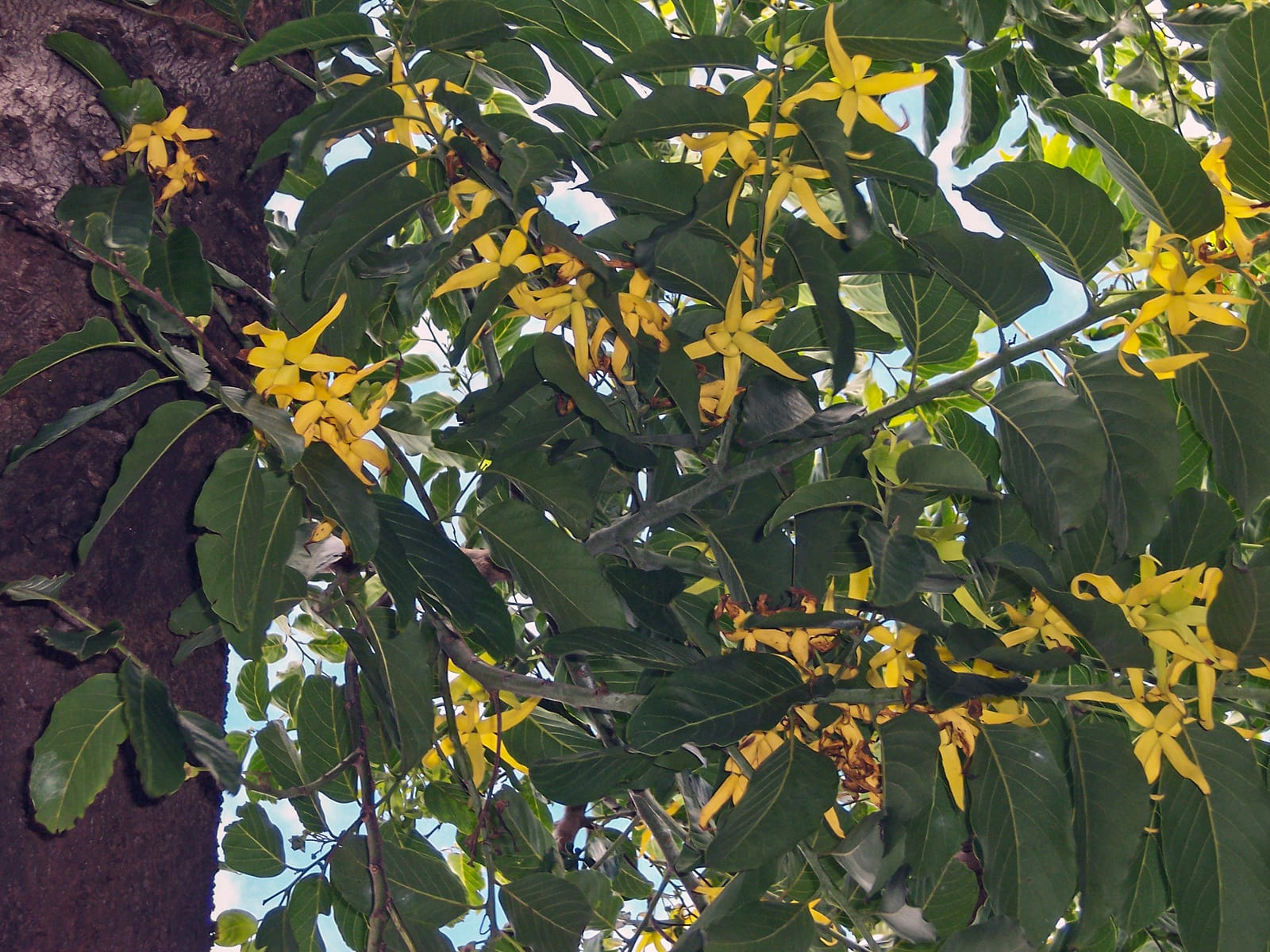 Cananga odorata flowers