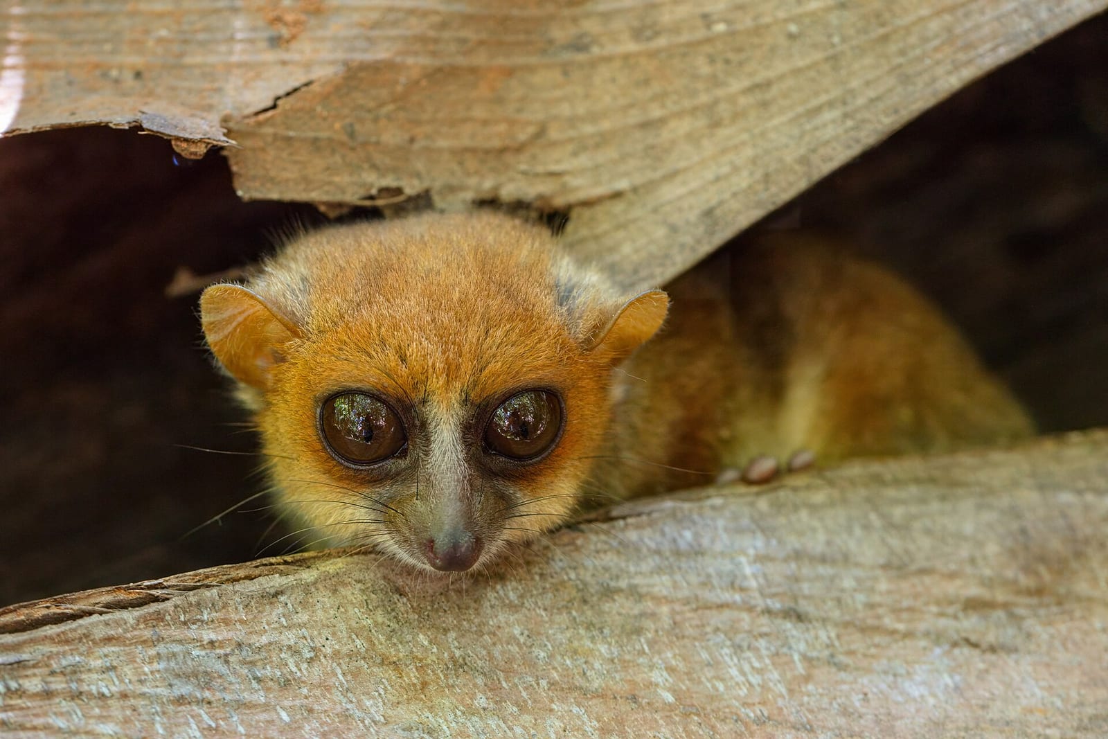 Lémur ratón gris (Microcebus murinus), Parque Nacional de Lokobe, Nosy Be, Madagascar, 2025-09-21, DD 37.jpg
