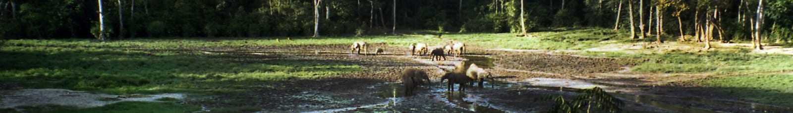 Central-African-Republic-Dzanga-Sangha-National-Park-Bayanga-elephants-banner.jpg