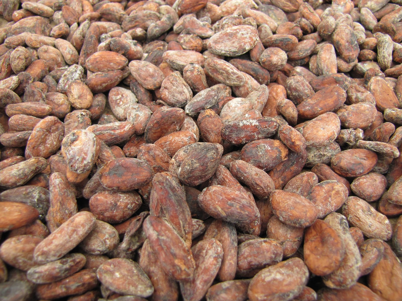 Sao Tome Monteforte Cocoa Beans Drying 2 (16062855549)